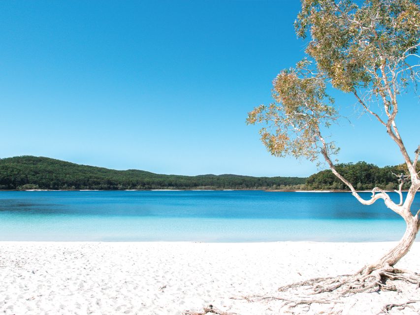 From Rainbow Beach: K'gari, Fraser Island Two-Day Coach Tour - Eli Creek float: freshwater that feels like a reset