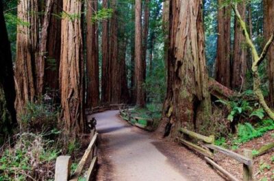 From San Francisco: Muir Woods Tour and Hop-on Hop-off City Tour - Muir Woods National Monument: The 1.5 Hours That Matter
