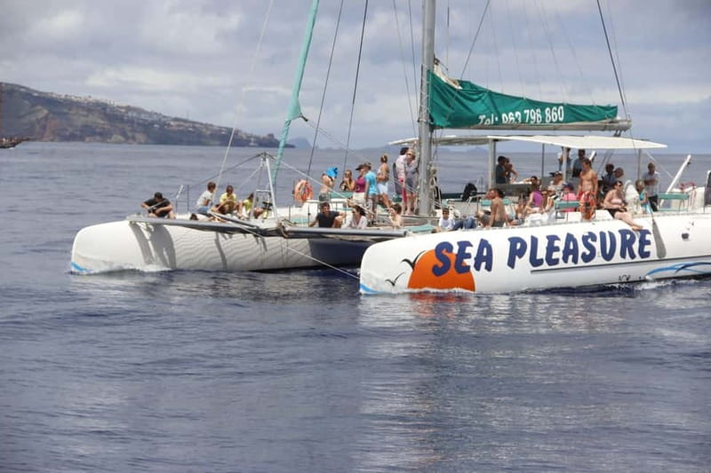 Funchal:Hop-on Hop-off Bus & Whale & Dolphin boat Excursion - Key highlights you should know before you go