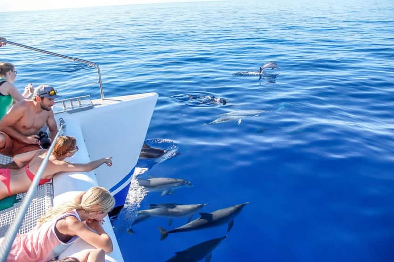 Funchal:Hop-on Hop-off Bus & Whale & Dolphin boat Excursion - A two-day Madeira plan that mixes views and real experiences