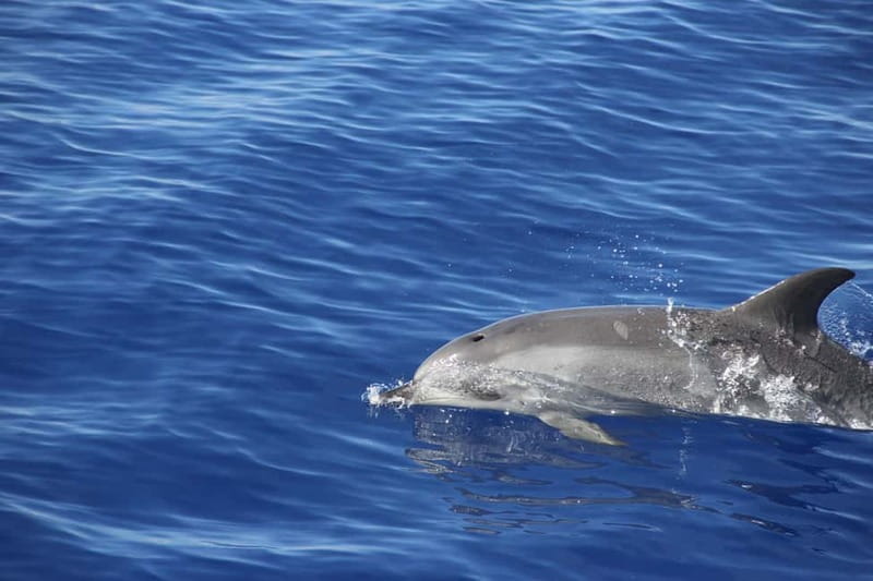 Funchal:Hop-on Hop-off Bus & Whale & Dolphin boat Excursion - Old Blandys wine tasting and Bordal embroidery: why these inclusions matter