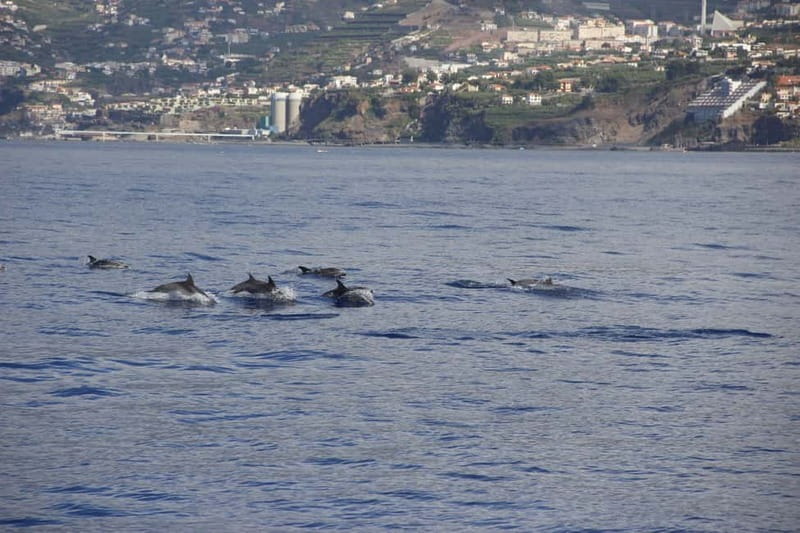Funchal:Hop-on Hop-off Bus & Whale & Dolphin boat Excursion - Price and value: does $54 feel justified