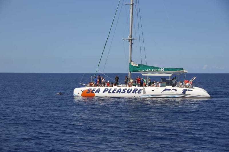 Funchal:Hop-on Hop-off Bus & Whale & Dolphin boat Excursion - Who should book this combo