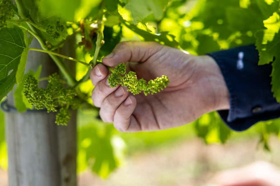 Gold Coast: Hop on Hop off Wine Tasting Tour to Mt Tamborine - Gold Coast pickups and a comfortable ride up Mt Tamborine