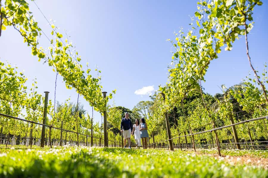 Gold Coast: Hop on Hop off Wine Tasting Tour to Mt Tamborine - Tamborine Mountain hop-on hop-off: how to make the afternoon work