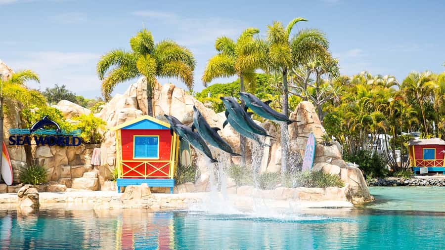 Gold Coast: Sightseeing Hop-on Hop-off Cruise - Stop 4: Sea World time for roller coasters and adventure