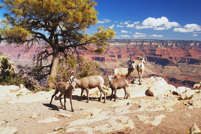 Grand Canyon National Park South Rim Small Group Bus Tour - Route 66 drive-bys: Kingman and Seligman in motion