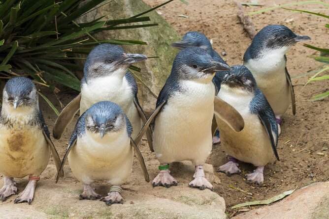 Healesville Sanctuary And Phillip Island Wildlife Bus Tour - A One-Day Wildlife Run That Actually Solves the Driving Problem