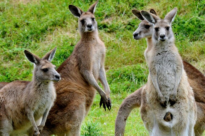 Healesville Sanctuary And Phillip Island Wildlife Bus Tour - Getting Out of Melbourne Smoothly: Pickup, Wi‑Fi, and a Long Day Rhythm