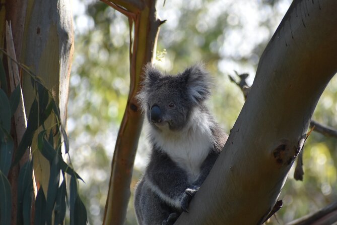 Healesville Sanctuary And Phillip Island Wildlife Bus Tour - Comfort, Group Size, and How the “Bumpy” Parts Affect Your Day