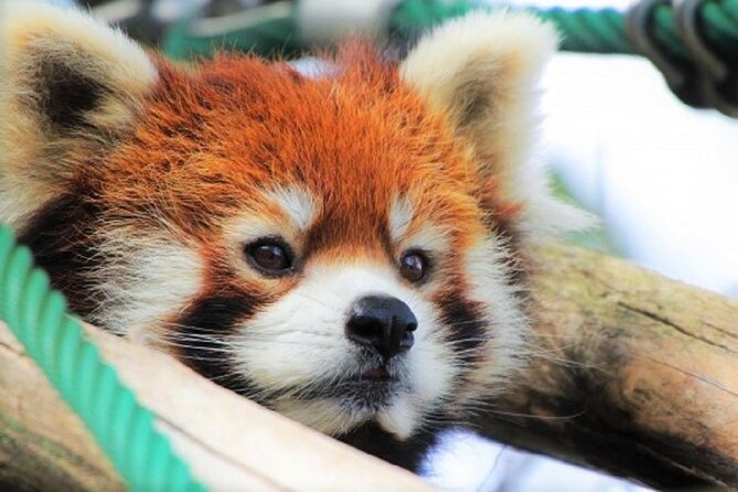 Hokkaido Asahiyama Zoo, Furano and Biei Bus Tour - Morning pickup at ANA Crowne Plaza and the first 15-minute reset