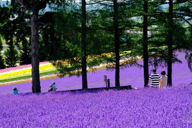 Hokkaido Asahiyama Zoo, Furano and Biei Bus Tour - Farm Tomita: lavender hills and Irodori no Batake time on the clock