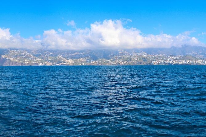 Hop-on Hop-off Bus Tour and Catamaran Whale & Dolphin Watching - Why this bus-and-catamaran pairing makes sense in Funchal