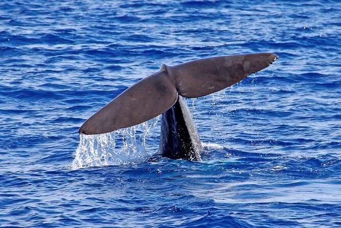 Hop-on Hop-off Bus Tour and Catamaran Whale & Dolphin Watching - Old Town culture + ocean animals: the catamaran whale and dolphin watch