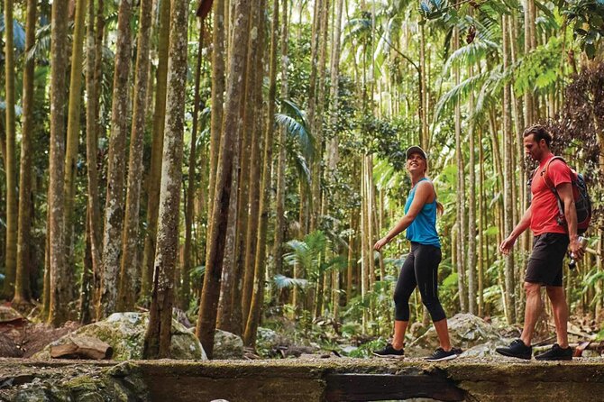 Hop on Hop off - Tamborine Rainforest Skywalk + Glow Worm Caves - Price and Value: Is $118.35 a Good Deal?