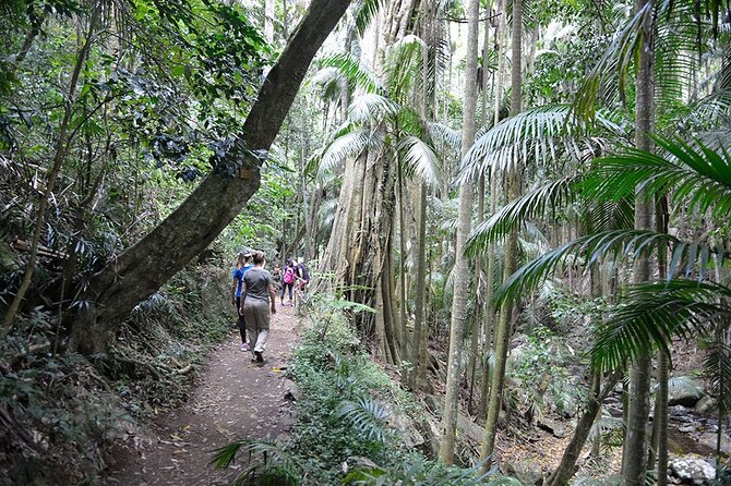 Hop on Hop off - Tamborine Rainforest Skywalk + Glow Worm Caves - Timing, Weather, and What to Pack for a Rainforest Day