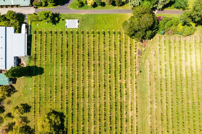 Hop on Hop off Wine tasting tour to Tamborine Mountain - Transportation Details That Matter More Than You Think