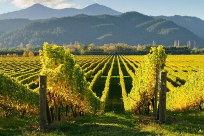 Hop on Hop off Wine Tours Marlborough - The route starts in town: quick, useful stops in Picton and Blenheim