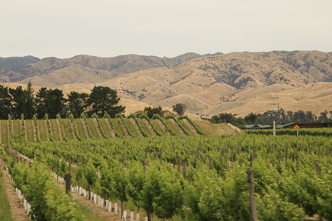 Hop on Hop off Wine Tours Marlborough - Weather and timing: when to schedule and how to avoid a bad day