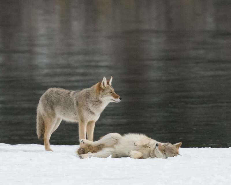 Jasper: Winter Wildlife Bus Tour in Jasper National Park - Key points worth knowing