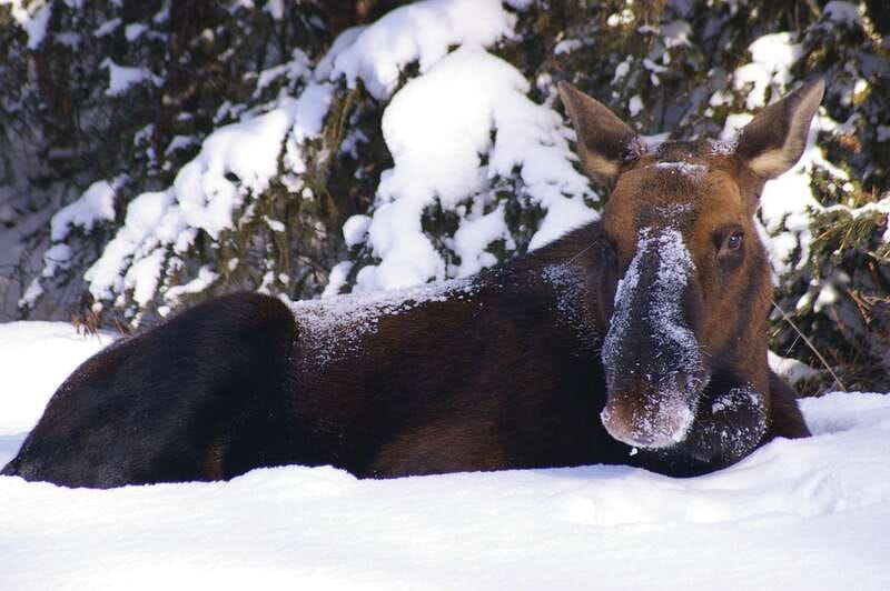 Jasper: Winter Wildlife Bus Tour in Jasper National Park - Why this Jasper winter tour works better than self-driving