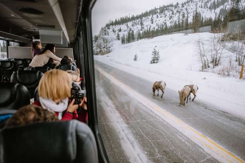 Jasper: Winter Wildlife Bus Tour in Jasper National Park - Getting to Jasper National Park: pickup, a short ride, then real time outdoors