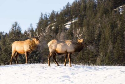 Jasper: Winter Wildlife Bus Tour in Jasper National Park - The small-group format: comfortable, personal, and built for questions