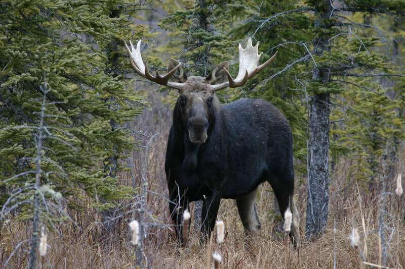 Jasper: Winter Wildlife Bus Tour in Jasper National Park - Inside Jasper National Park: the scenic drive that doubles as wildlife searching