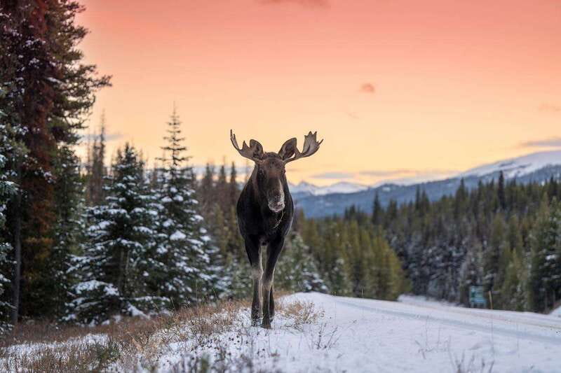 Jasper: Winter Wildlife Bus Tour in Jasper National Park - Wildlife viewing odds: what you can hope for (and what to accept)
