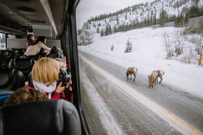 Jasper: Winter Wildlife Bus Tour in Jasper National Park - Photo stops along the Athabasca Valley: scenery breaks with a purpose