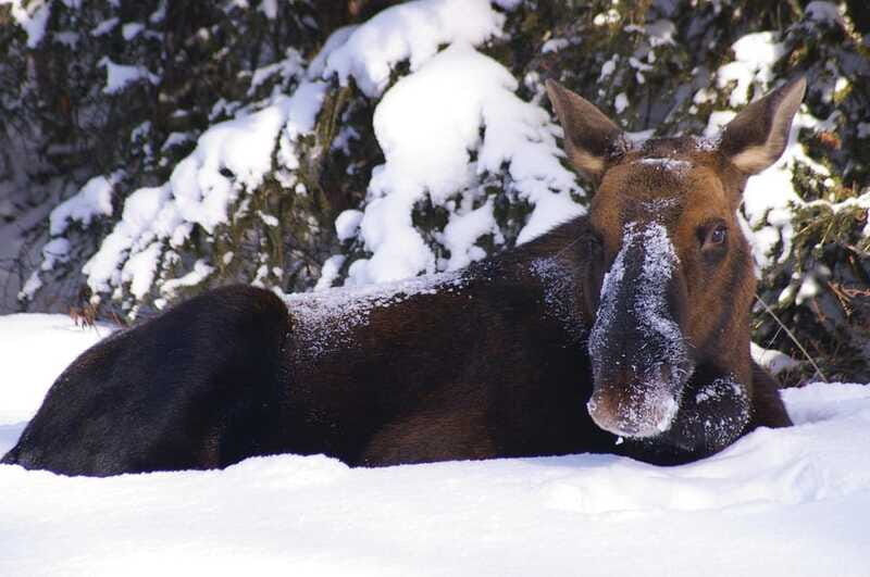 Jasper: Winter Wildlife Bus Tour in Jasper National Park - Comfort and mobility: what minimal walking really means