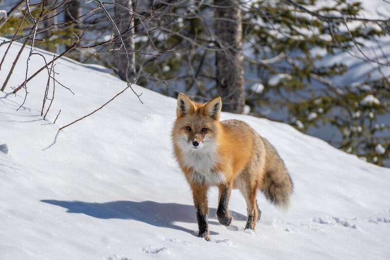 Jasper: Winter Wildlife Bus Tour in Jasper National Park - Price and value: is $62 fair for 210 minutes?