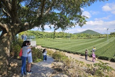 Jeju Island: Full-Day SouthWest Bus Tour with Entry Fees - 1100 Highland: Hallasan Views Without the Whole Trek