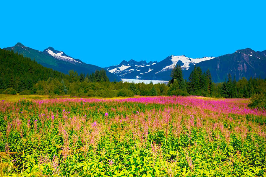 Juneau: City Highlights Bus Tour - The first leg: downtown Juneau, Mt. Juneau views, and quick hits