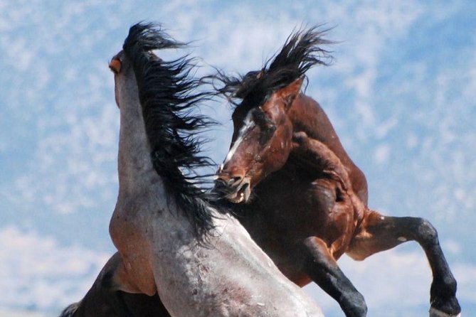 Kicking Red Canyon Wild Mustang Bus Tour Deals 5 PM In Cody - Cody Sunset Timing and the 5 pm Start