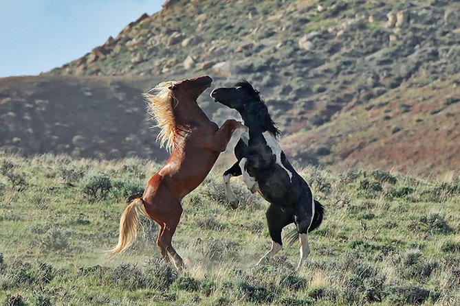 Kicking Red Canyon Wild Mustang Bus Tour Deals 5 PM In Cody - What’s Included in the $69 Value (and What Isn’t)