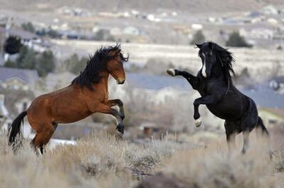 Kicking Red Canyon Wild Mustang Bus Tour Deals 5 PM In Cody - The Van Ride Reality: Small Group Size and How Close You’ll Get