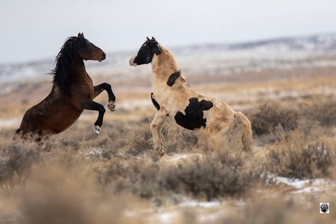 Kicking Red Canyon Wild Mustang Bus Tour Deals 5 PM In Cody - Weather Dependence and How Sightings Can Vary