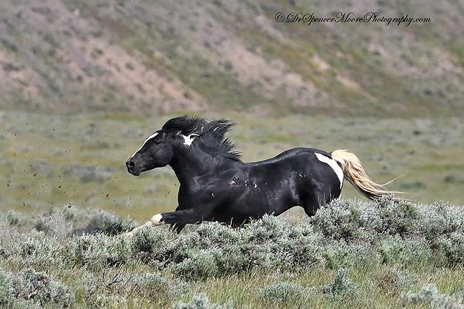 Kicking Red Canyon Wild Mustang Bus Tour Deals 5 PM In Cody - Should You Book This Wild Mustang Tour from Cody?