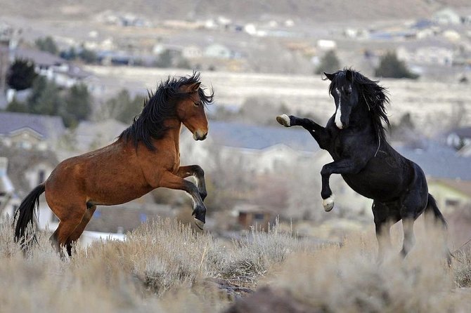 Kicking Red Canyon Wild Mustang Bus Tour Deals 5 PM In Cody - The Van Ride Reality: Small Group Size and How Close You’ll Get