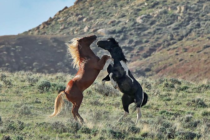 Kicking Red Canyon Wild Mustang Bus Tour Deals 8am Daily - Key things to know before you go
