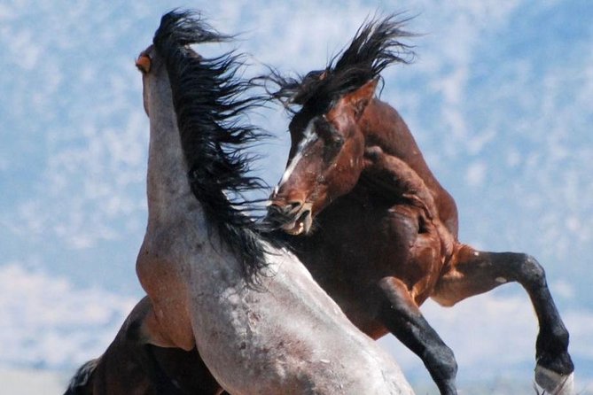 Kicking Red Canyon Wild Mustang Bus Tour Deals 8am Daily - From Irma Hotel next door to the McCullough Peaks: the 3-hour flow