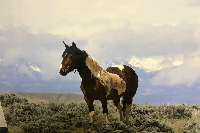 Kicking Red Canyon Wild Mustang Bus Tour Deals 8am Daily - Stop at Cody Wyoming Adventures: where the tour starts