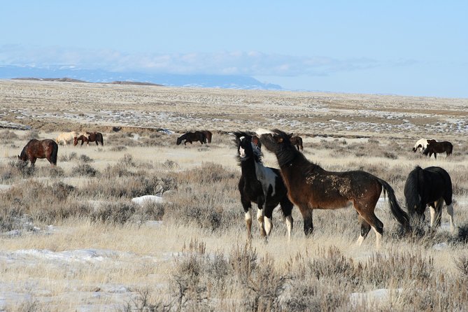 Kicking Red Canyon Wild Mustang Bus Tour Deals 8am Daily - Riding out to McCullough Peaks: what to expect on the road