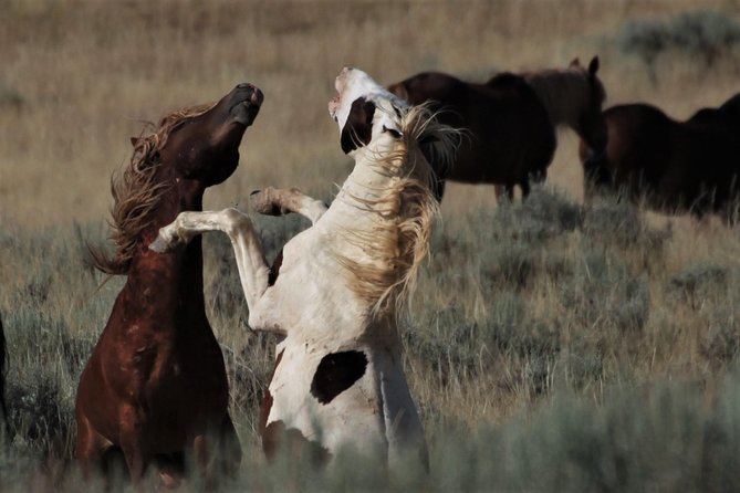 Kicking Red Canyon Wild Mustang Bus Tour Deals 8am Daily - Value for $69: what you’re really paying for