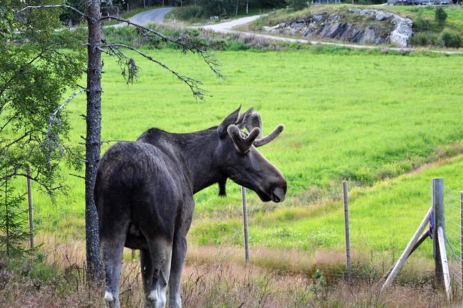Kristiansand: Guided Bus Tour and Moose Park Experience - Where to meet: Radisson Blu Caledonien Hotel plus a beach flag