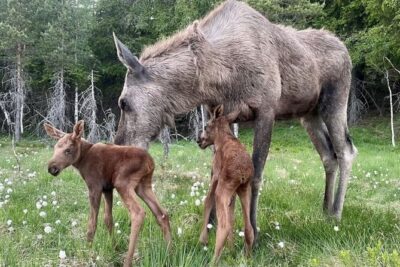 Kristiansand: Guided Bus Tour and Moose Park Experience - The included Norwegian waffle and coffee: a simple win