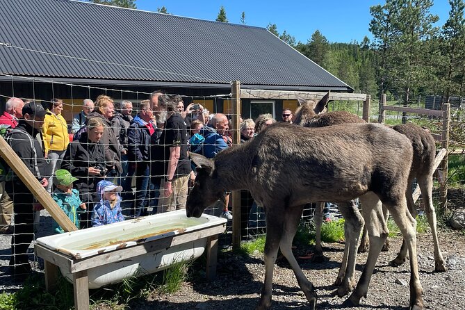 Kristiansand Guided Bus Tour and Moose Park Experience - Stop 3 feeding and petting: the best part, and where crowds show up
