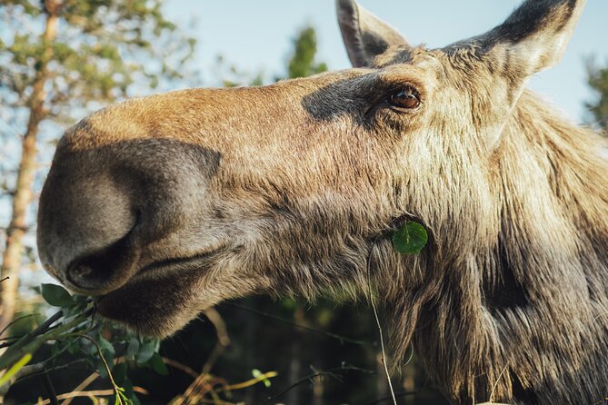 Kristiansand Guided Bus Tour and Moose Park Experience - What else happens at the farm besides moose time