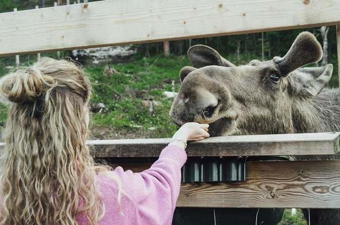 Kristiansand Guided Bus Tour and Moose Park Experience - Price and logistics: is $159.86 a good deal?